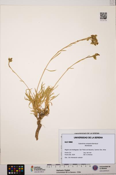 Calandrinia compacta [Espécimen: ULS:ULS:0015892]