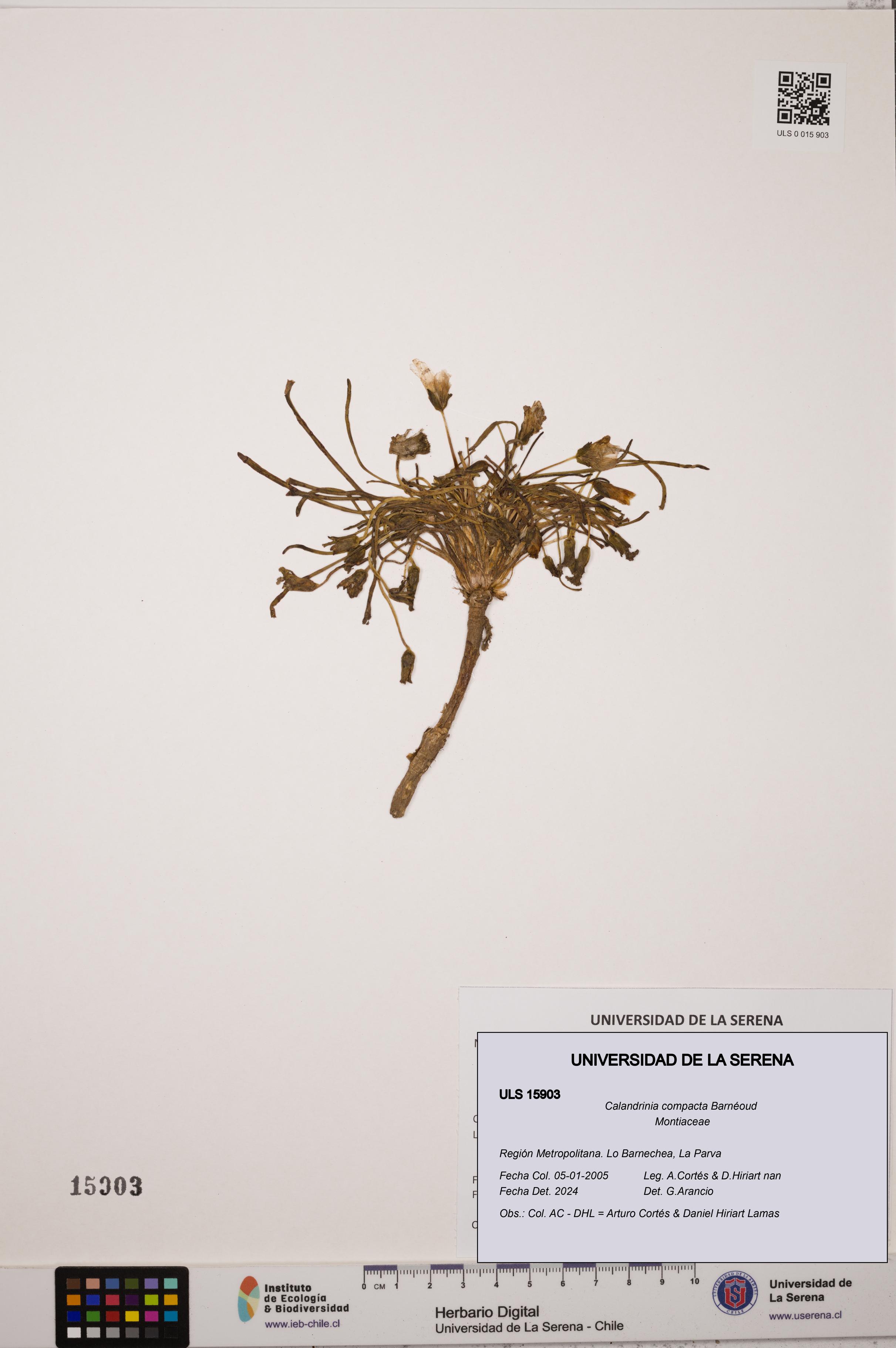 Calandrinia compacta [Espécimen: ULS:ULS:0015903]