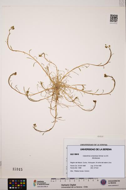 Calandrinia compressa [Espécimen: ULS:ULS:0015915]