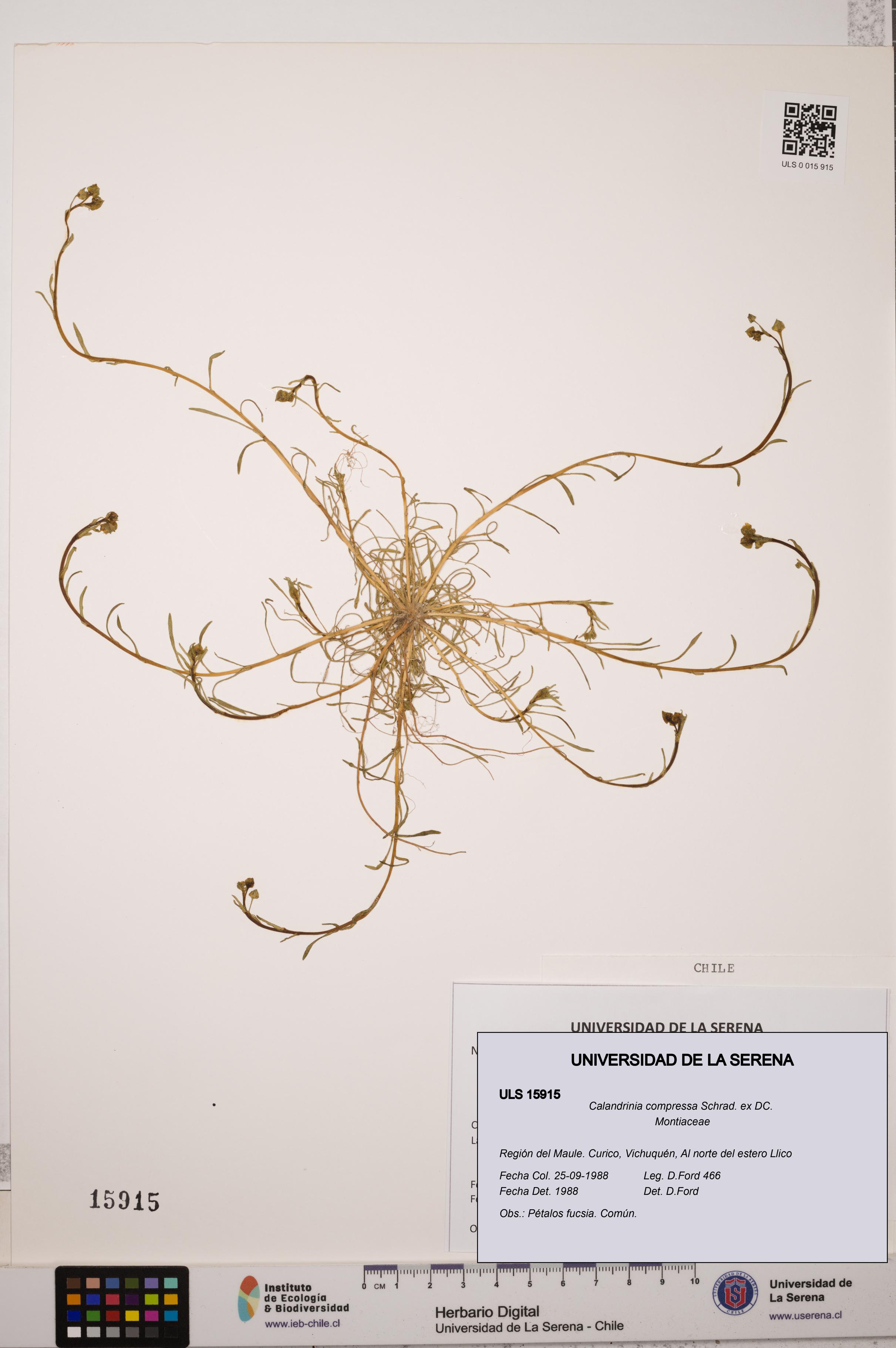 Calandrinia compressa [Espécimen: ULS:ULS:0015915]