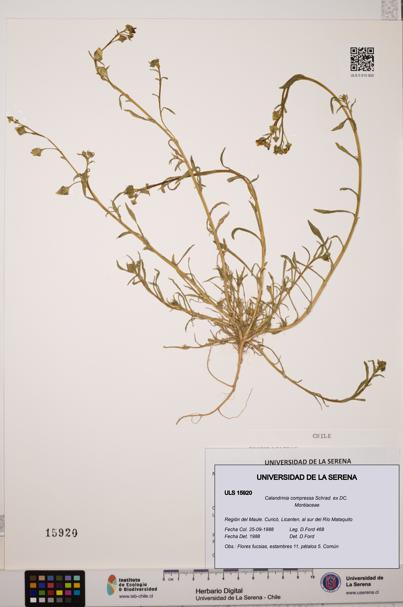 Calandrinia compressa [Espécimen: ULS:ULS:0015920]