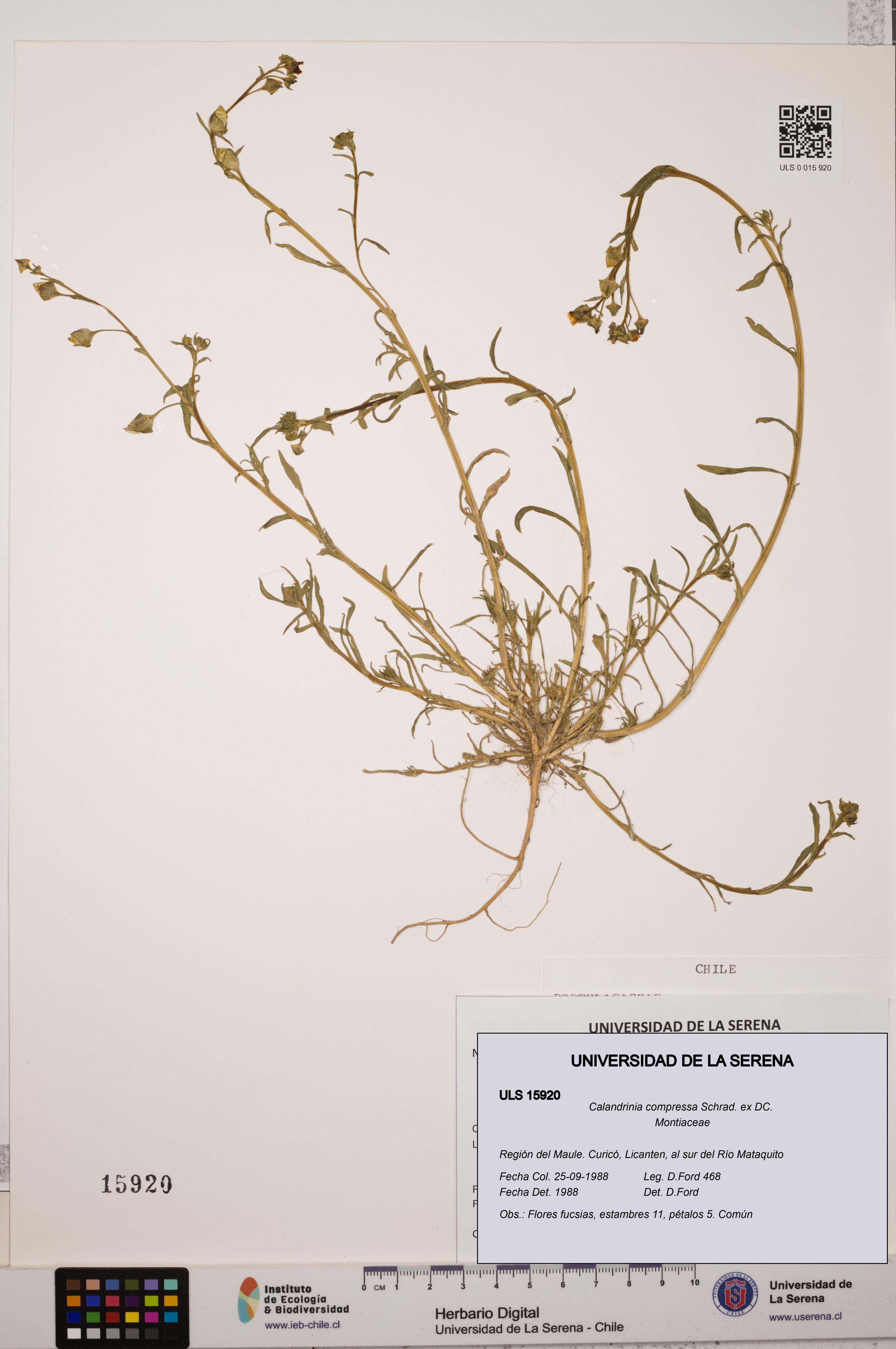 Calandrinia compressa [Espécimen: ULS:ULS:0015920]