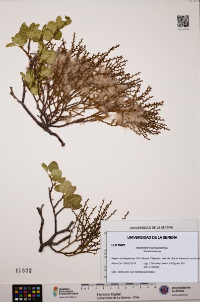 Misodendrum punctulatum [Espécimen: ULS:ULS:0015922]