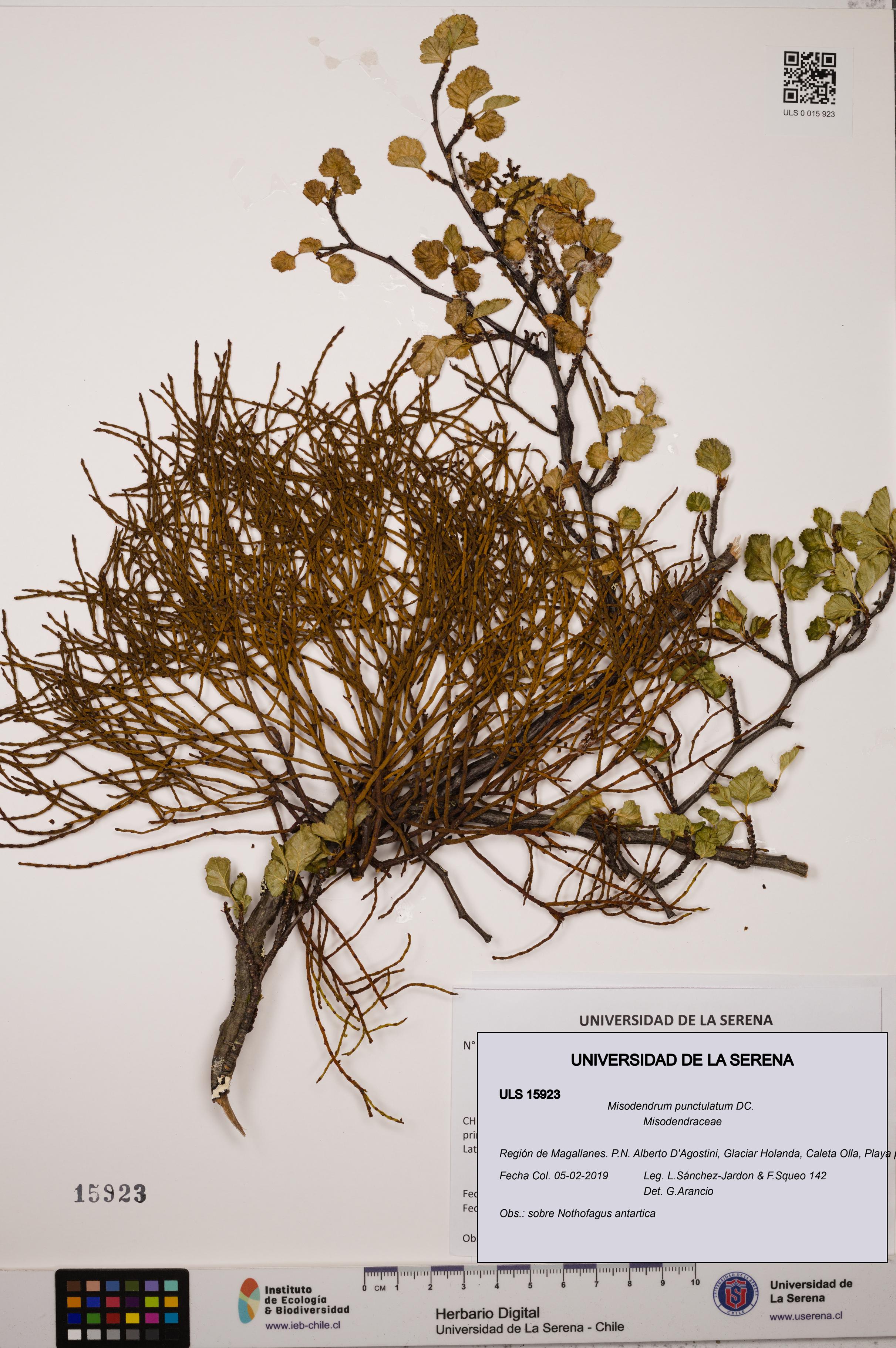 Misodendrum punctulatum [Espécimen: ULS:ULS:0015923]