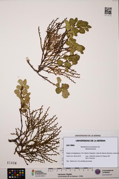 Misodendrum punctulatum [Espécimen: ULS:ULS:0015924]
