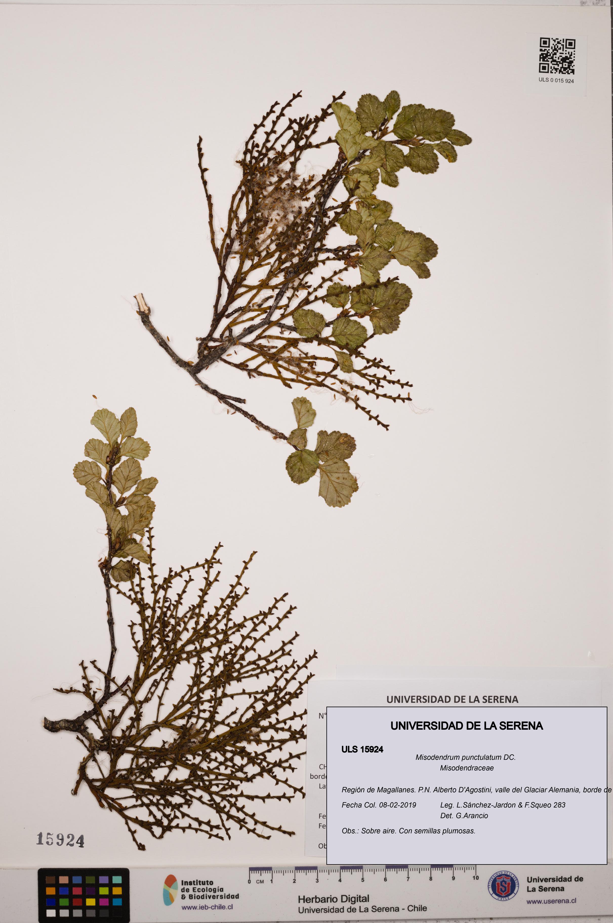 Misodendrum punctulatum [Espécimen: ULS:ULS:0015924]