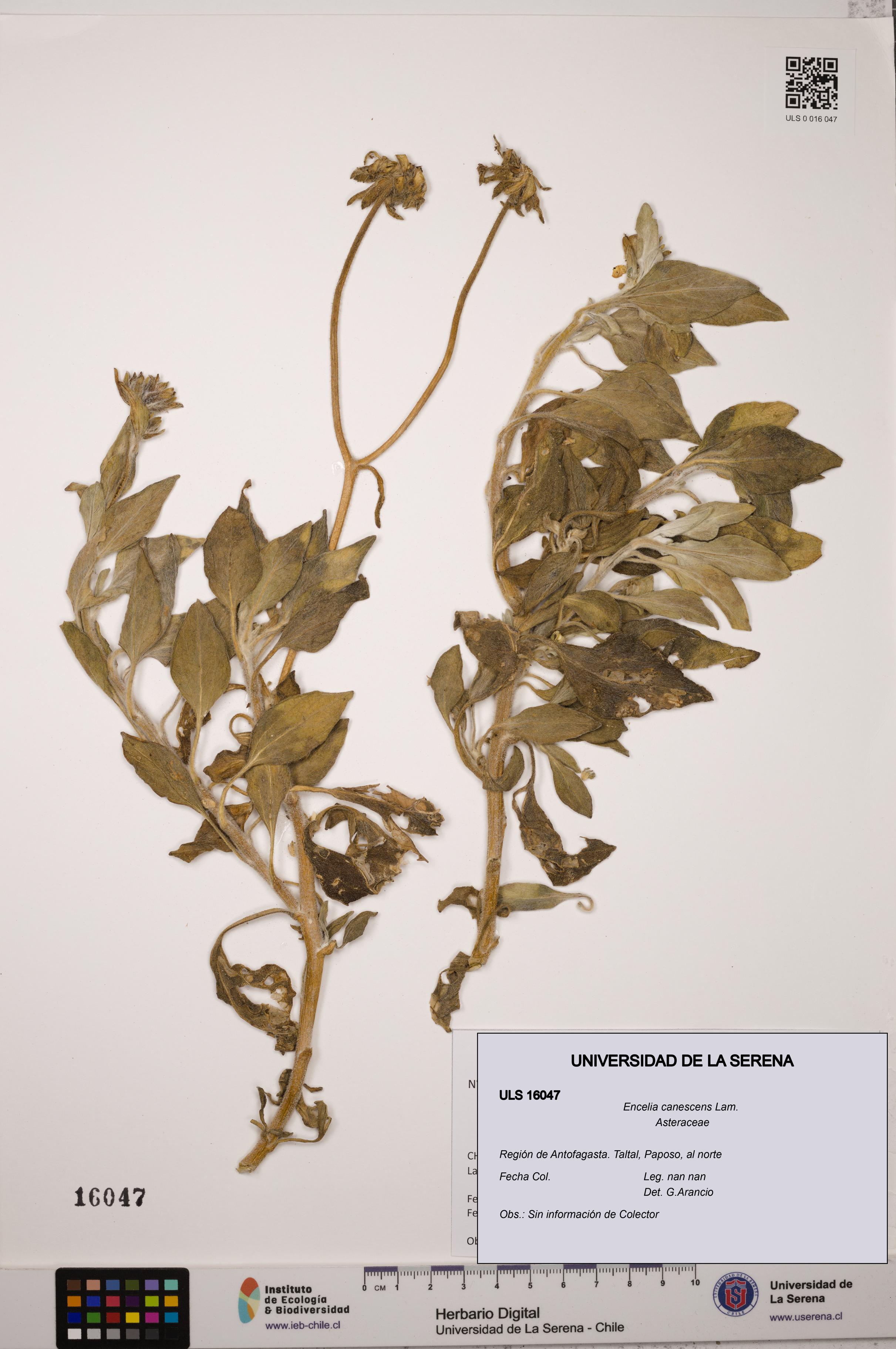 Encelia canescens [Espécimen: ULS:ULS:0016047]