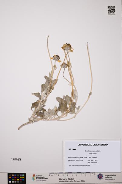 Encelia canescens [Espécimen: ULS:ULS:0016048]