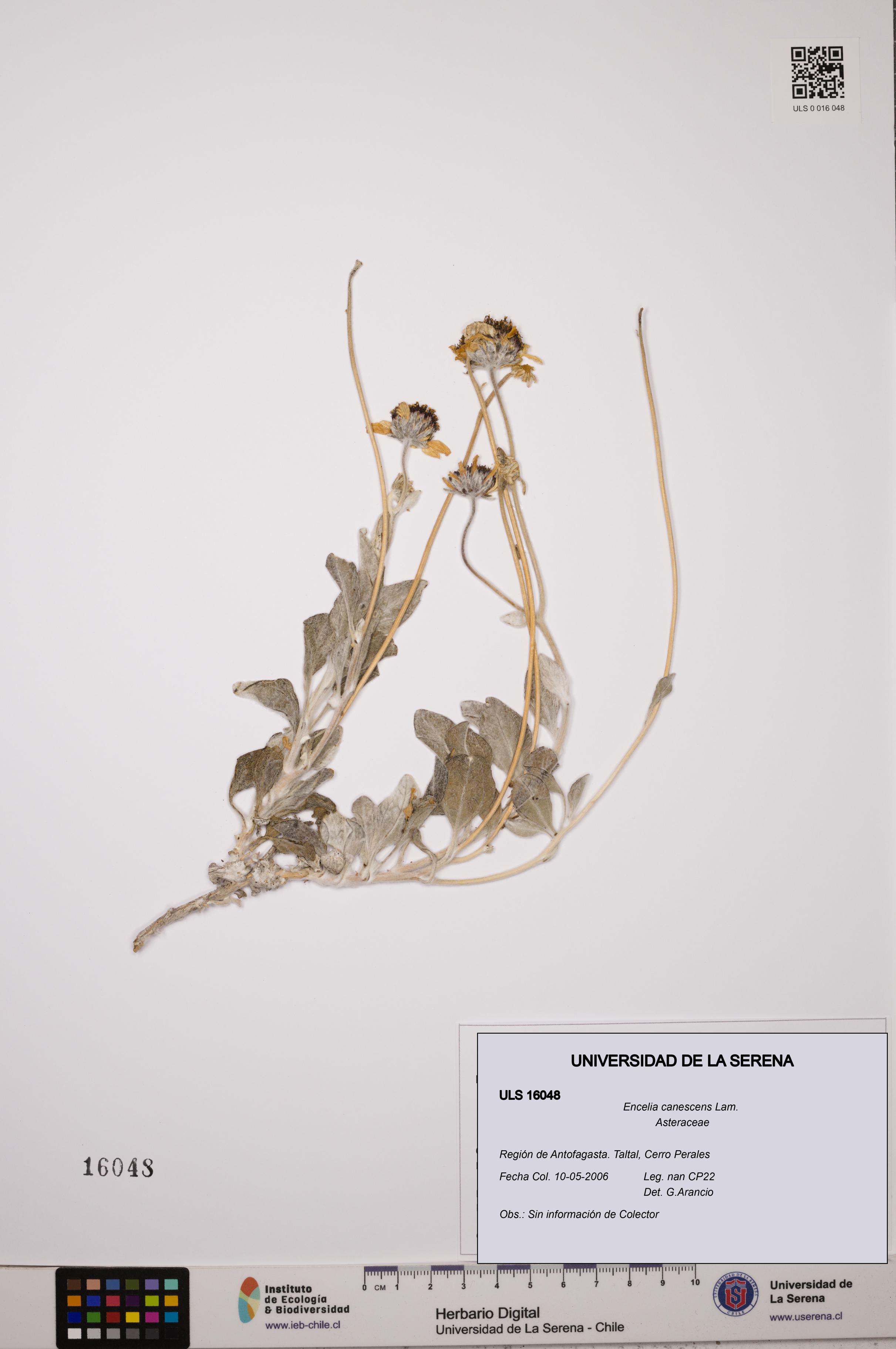 Encelia canescens [Espécimen: ULS:ULS:0016048]