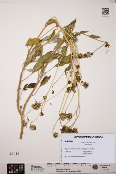 Encelia canescens [Espécimen: ULS:ULS:0016049]