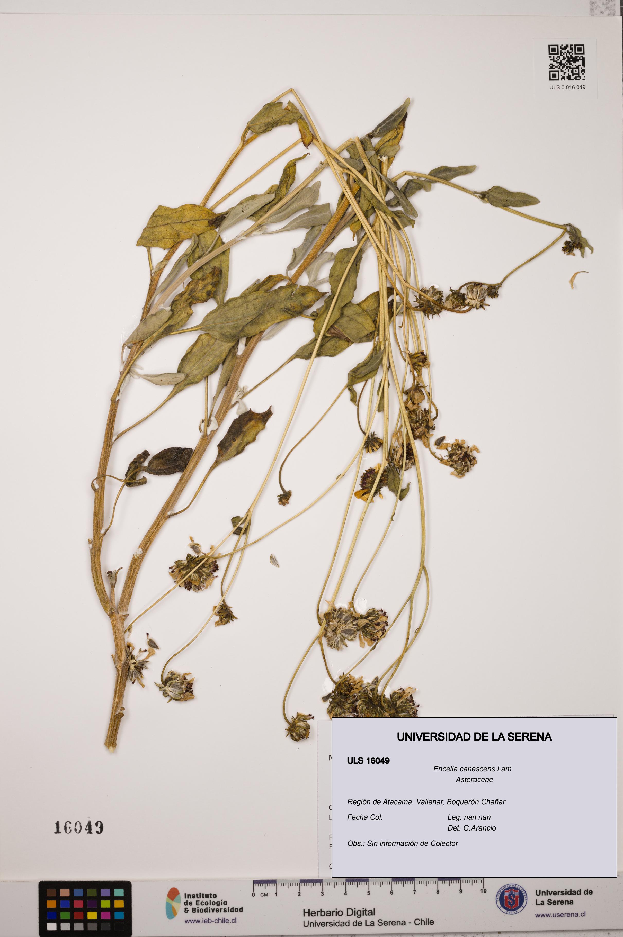 Encelia canescens [Espécimen: ULS:ULS:0016049]