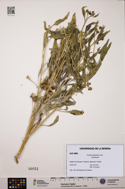 Encelia canescens [Espécimen: ULS:ULS:0016051]