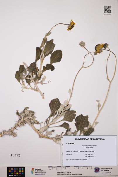 Encelia canescens [Espécimen: ULS:ULS:0016052]