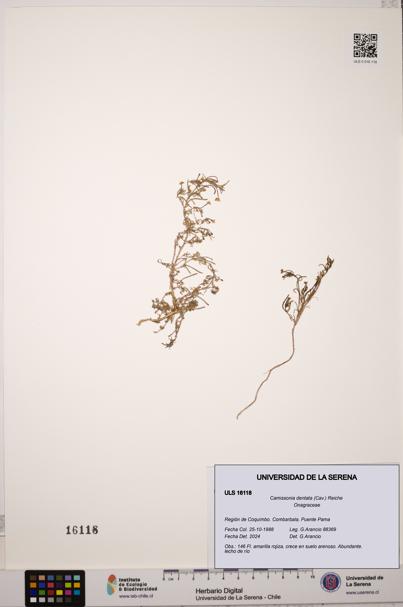 Camissonia dentata [Espécimen: ULS:ULS:0016118]