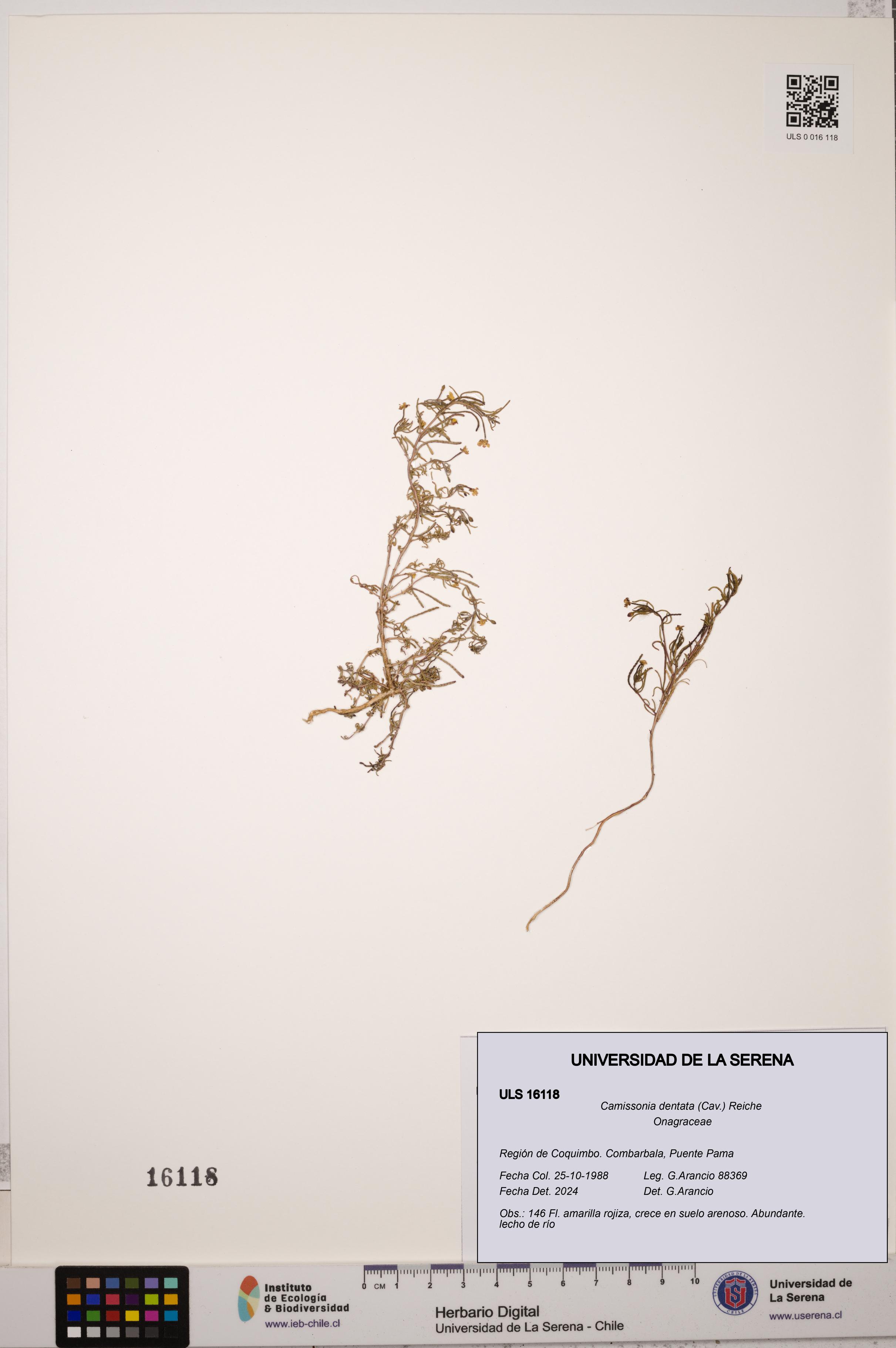 Camissonia dentata [Espécimen: ULS:ULS:0016118]
