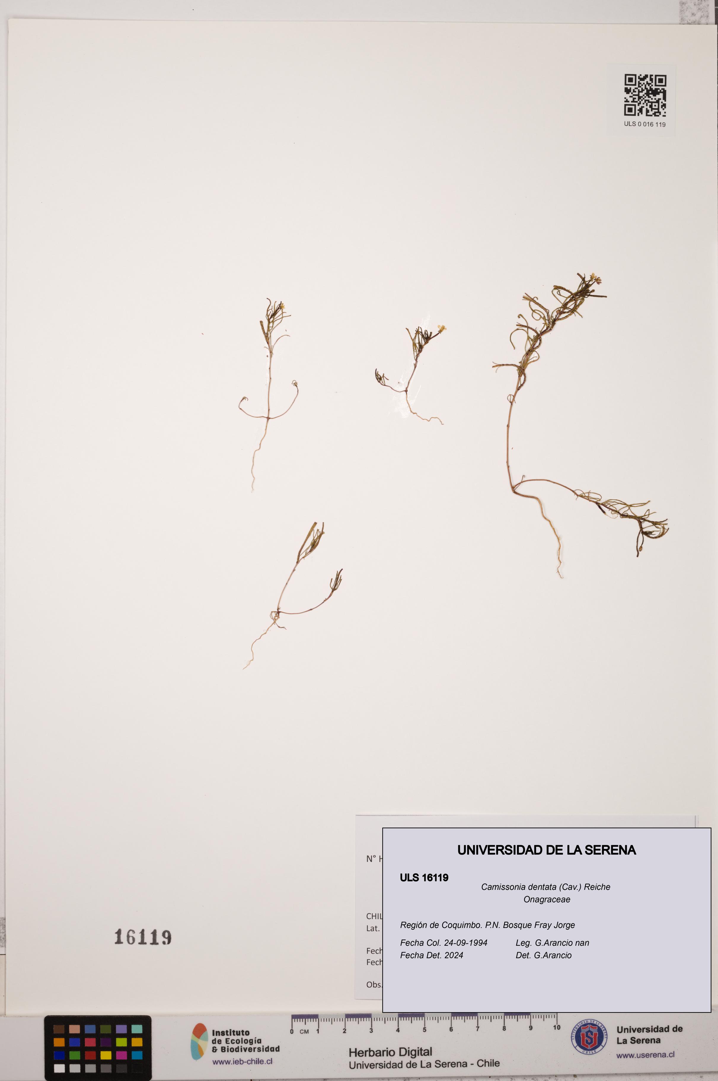Camissonia dentata [Espécimen: ULS:ULS:0016119]