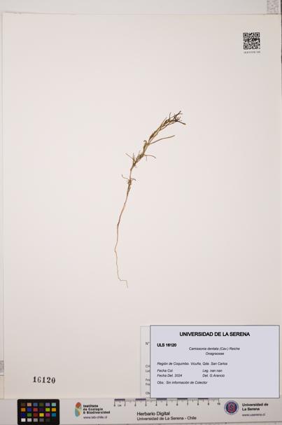 Camissonia dentata [Espécimen: ULS:ULS:0016120]
