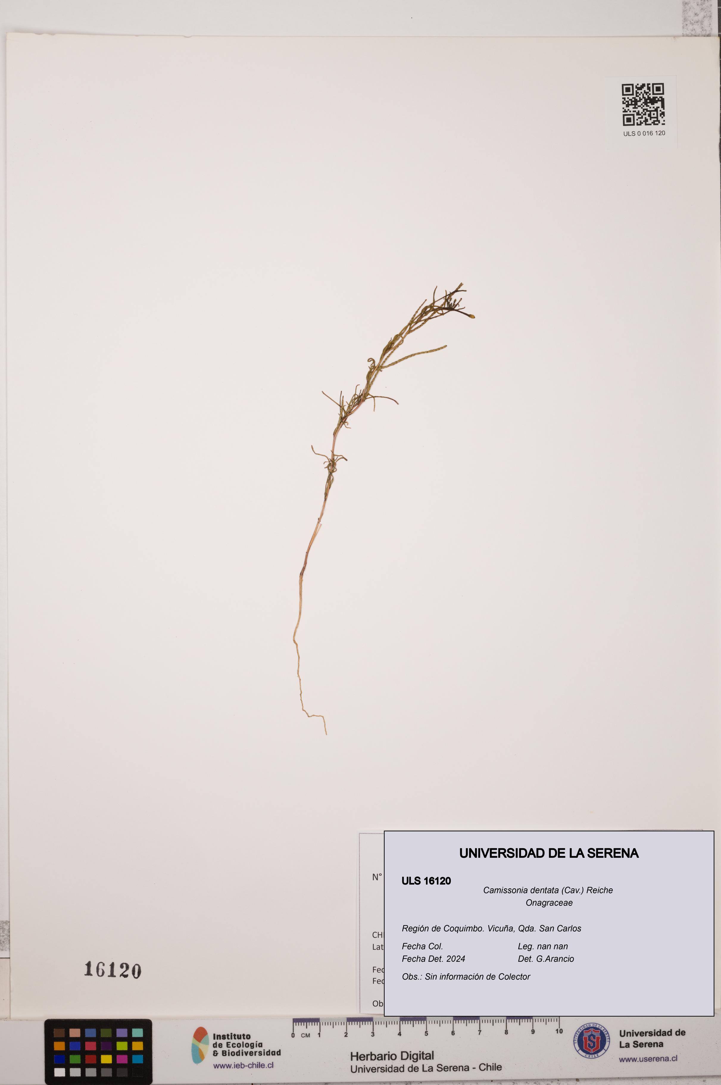 Camissonia dentata [Espécimen: ULS:ULS:0016120]
