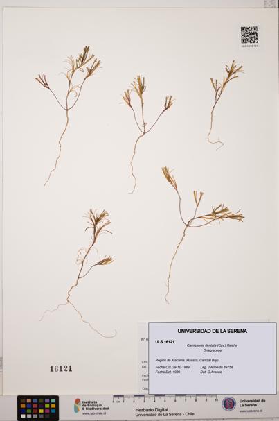Camissonia dentata [Espécimen: ULS:ULS:0016121]