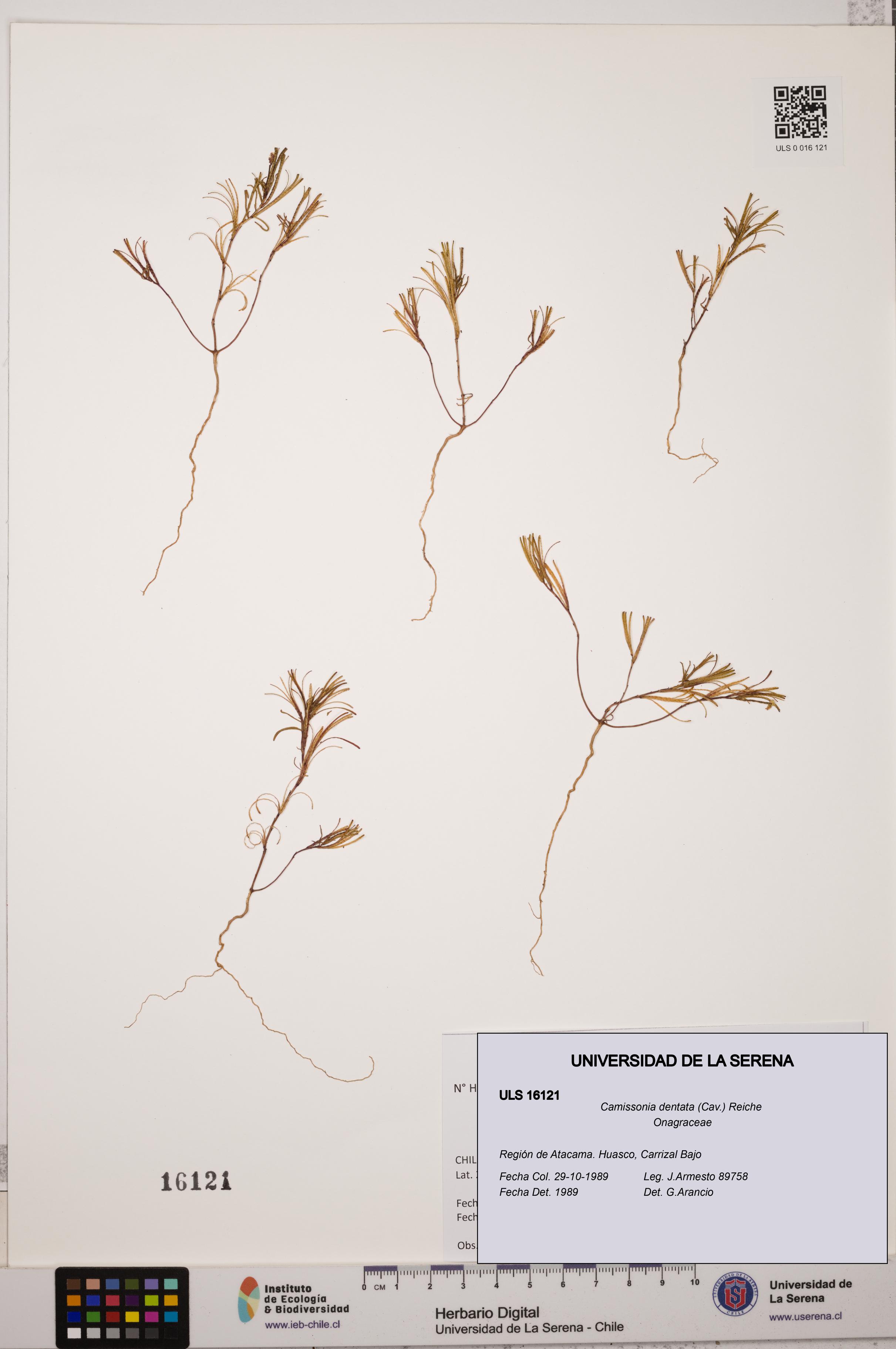 Camissonia dentata [Espécimen: ULS:ULS:0016121]