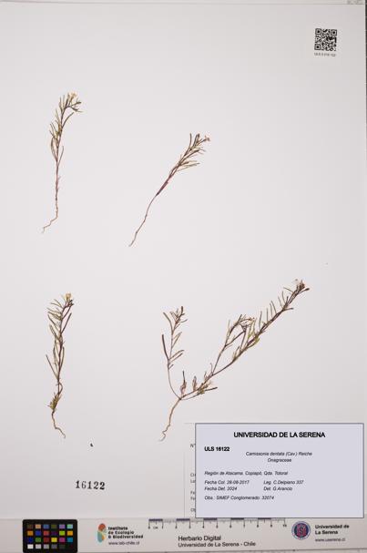 Camissonia dentata [Espécimen: ULS:ULS:0016122]
