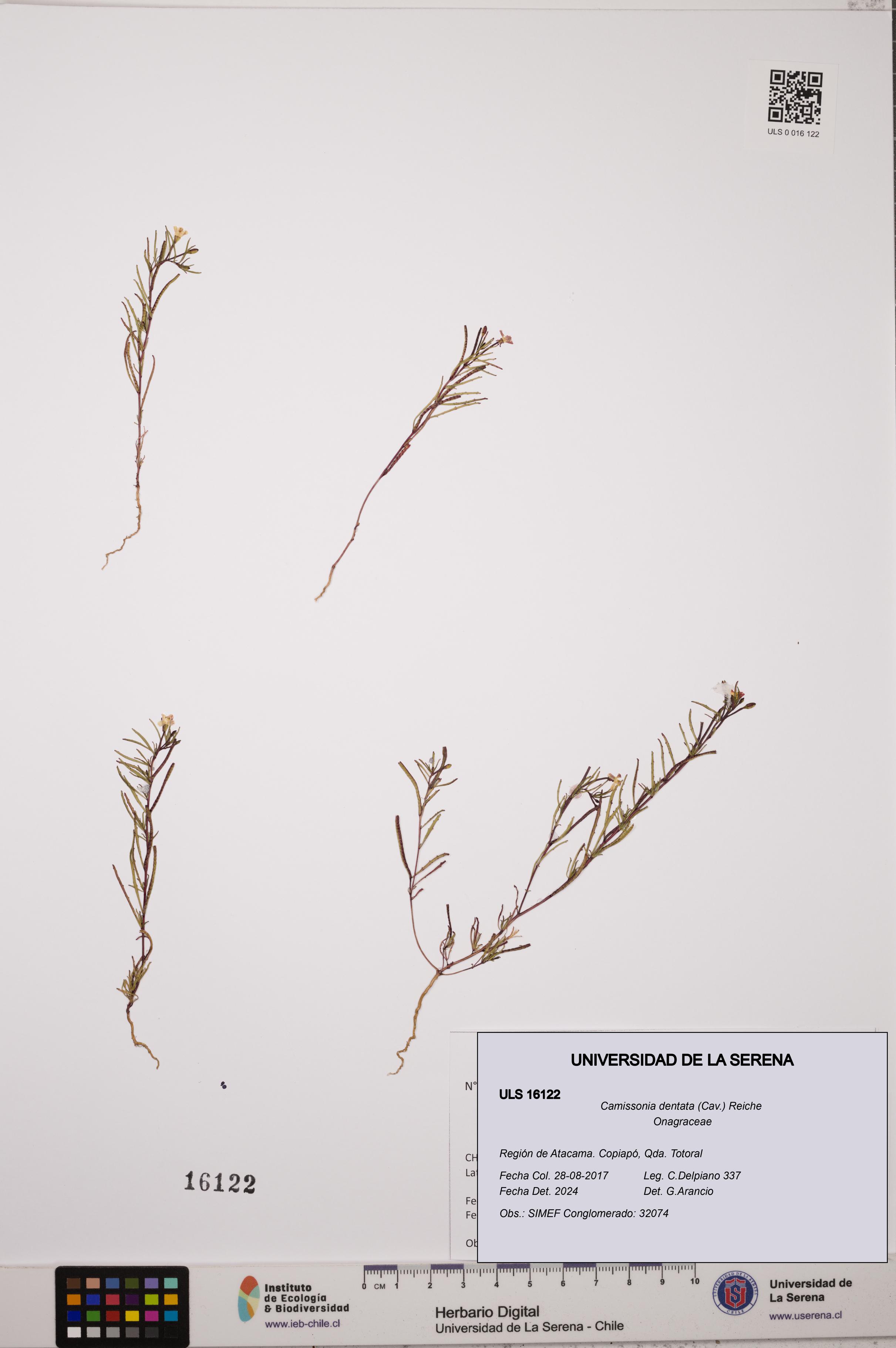 Camissonia dentata [Espécimen: ULS:ULS:0016122]