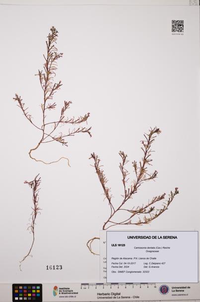 Camissonia dentata [Espécimen: ULS:ULS:0016123]