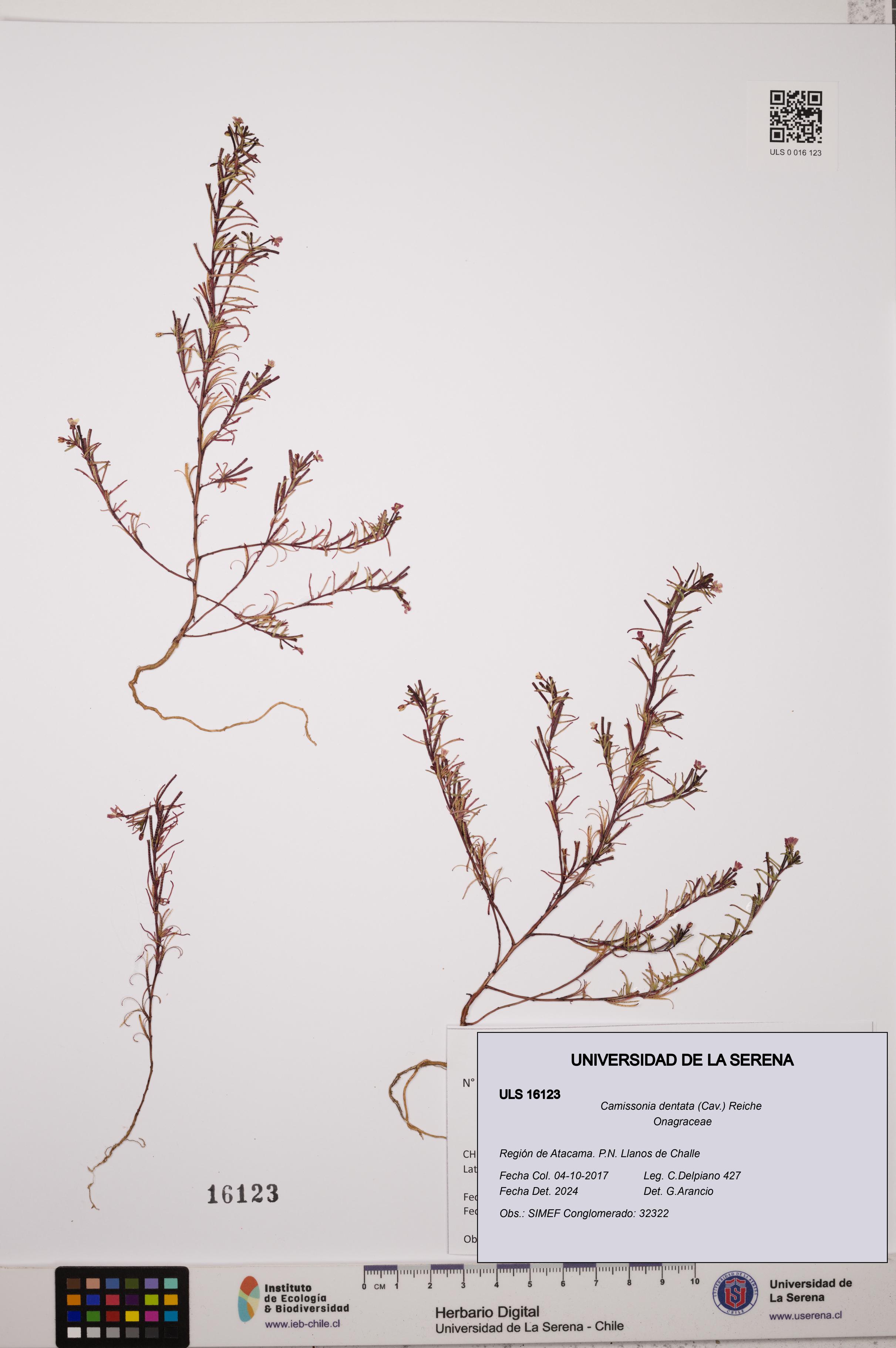 Camissonia dentata [Espécimen: ULS:ULS:0016123]