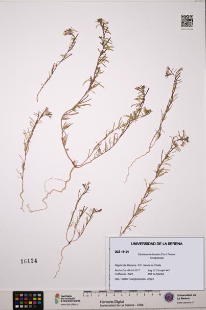 Camissonia dentata [Espécimen: ULS:ULS:0016124]