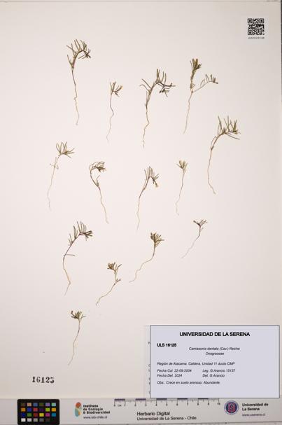Camissonia dentata [Espécimen: ULS:ULS:0016125]