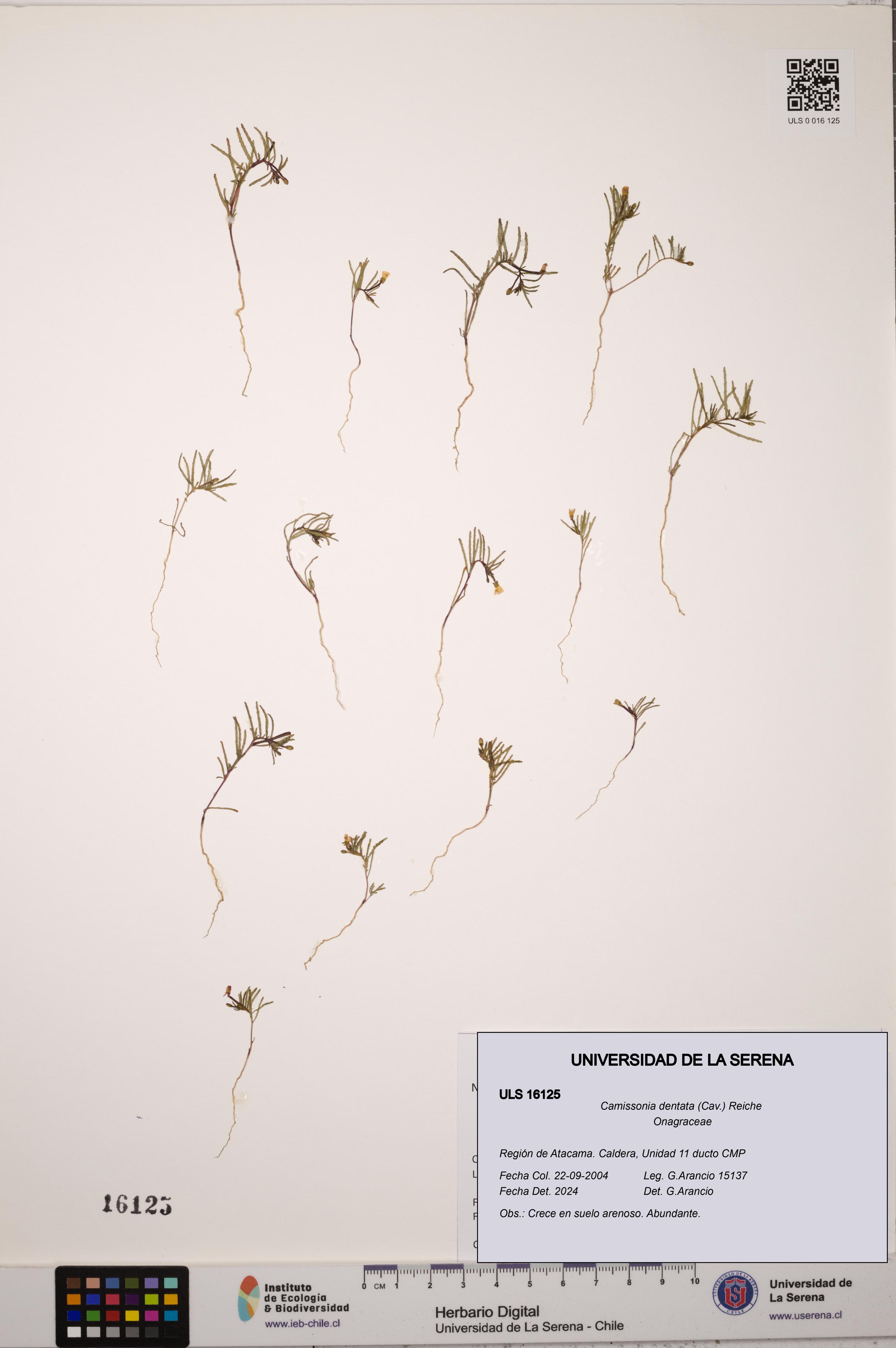 Camissonia dentata [Espécimen: ULS:ULS:0016125]