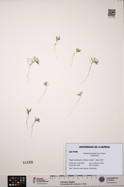 Camissonia dentata [Espécimen: ULS:ULS:0016126]