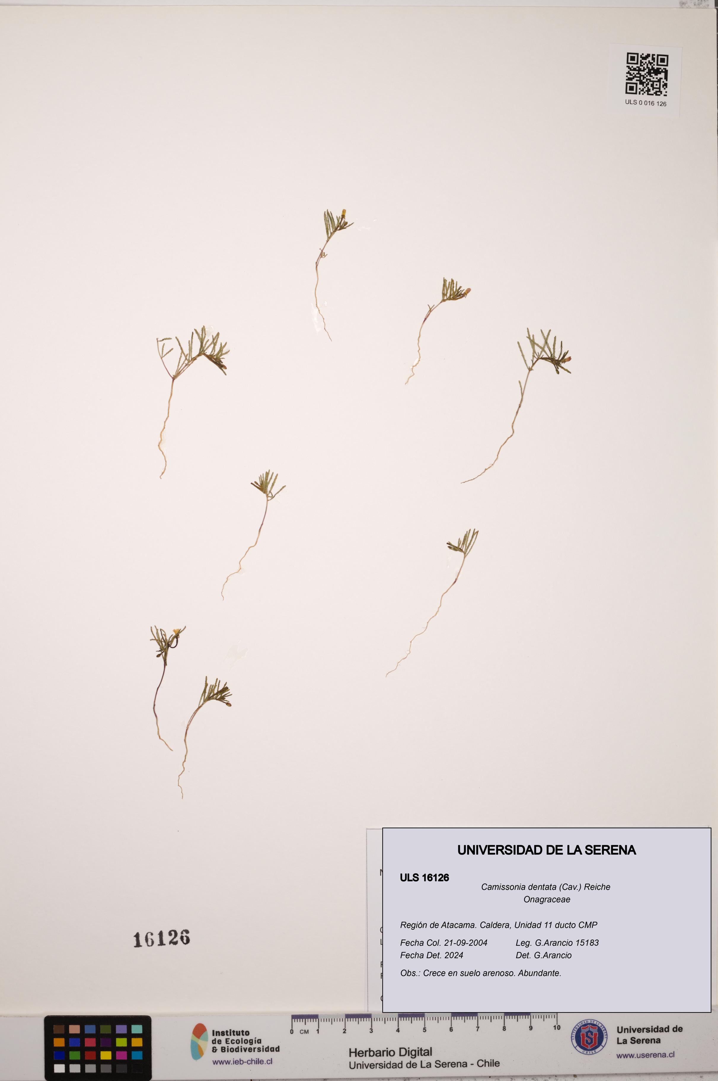 Camissonia dentata [Espécimen: ULS:ULS:0016126]