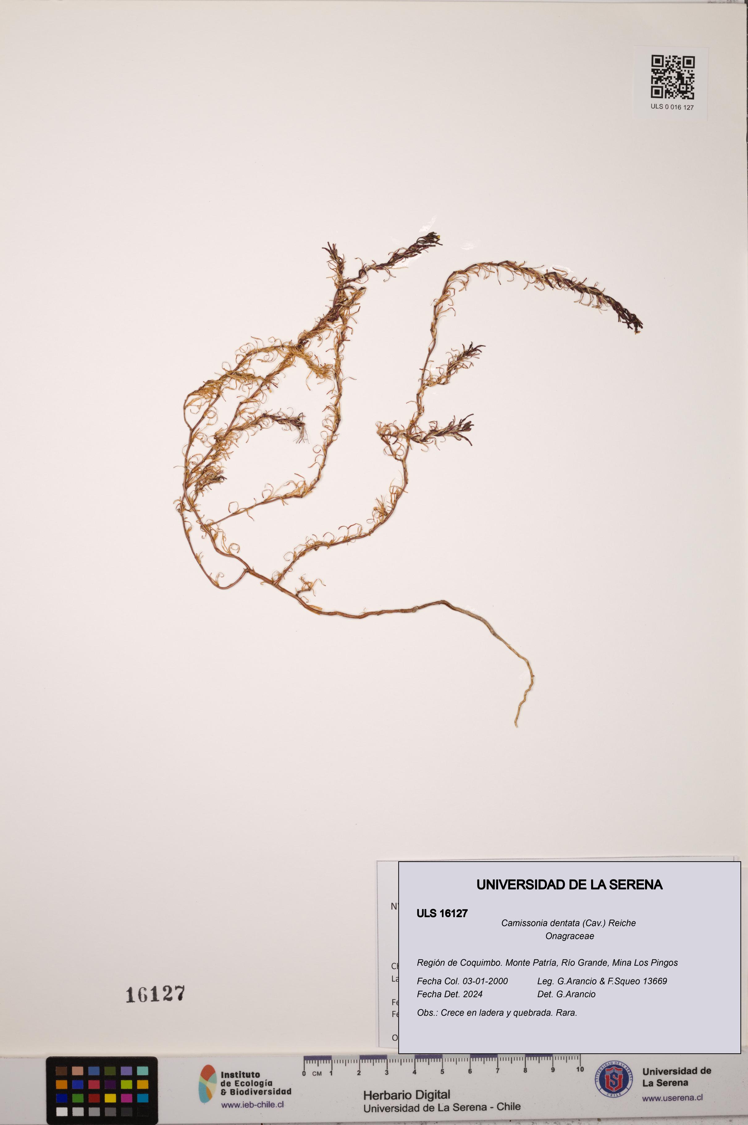 Camissonia dentata [Espécimen: ULS:ULS:0016127]