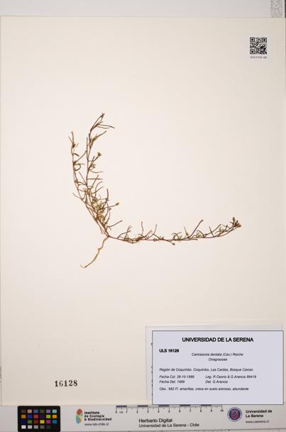Camissonia dentata [Espécimen: ULS:ULS:0016128]