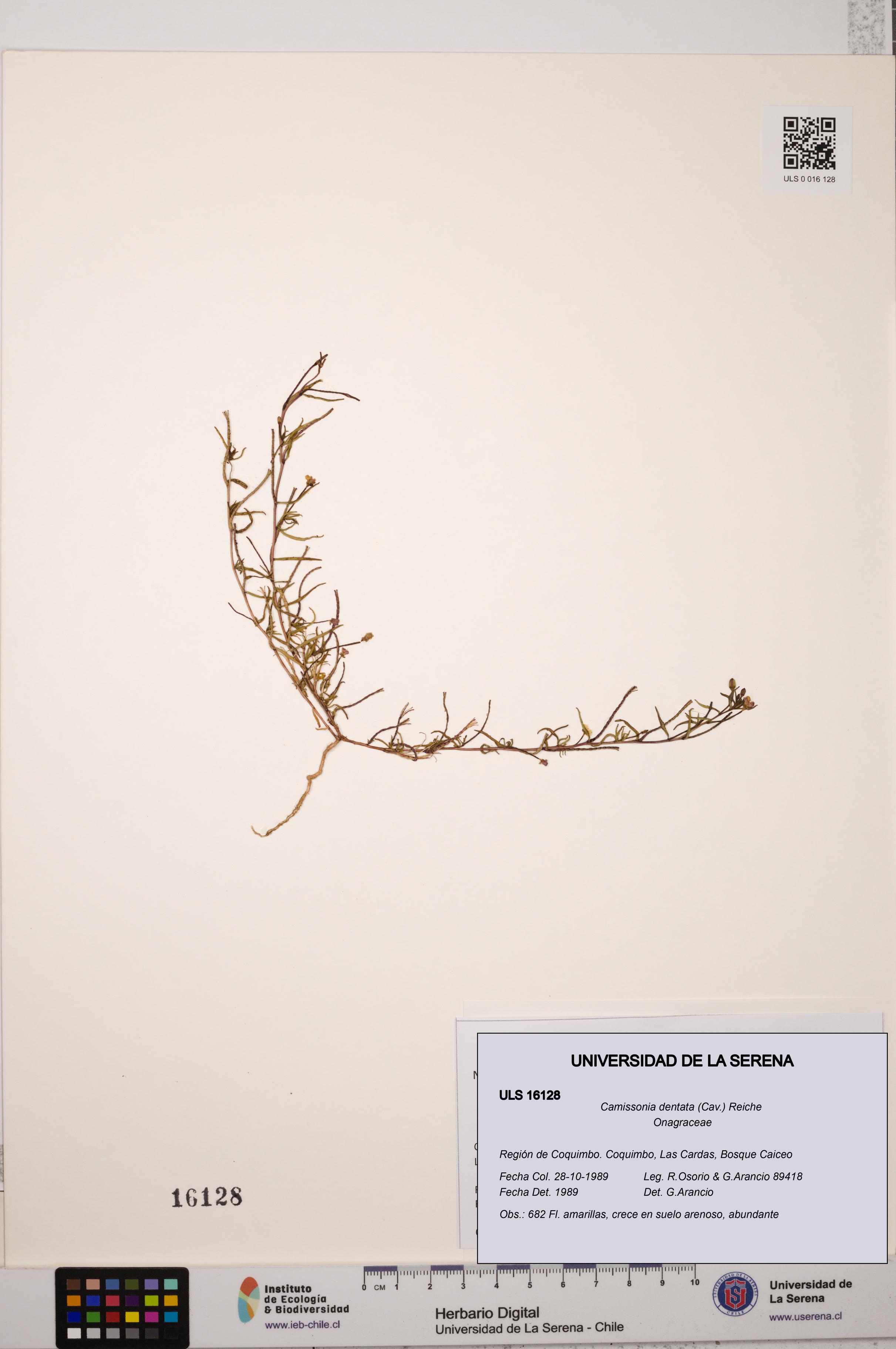 Camissonia dentata [Espécimen: ULS:ULS:0016128]