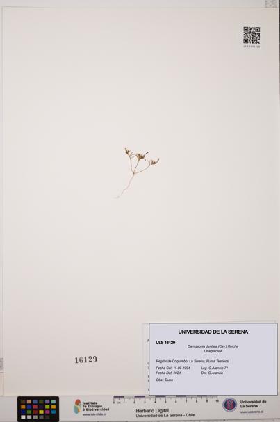 Camissonia dentata [Espécimen: ULS:ULS:0016129]