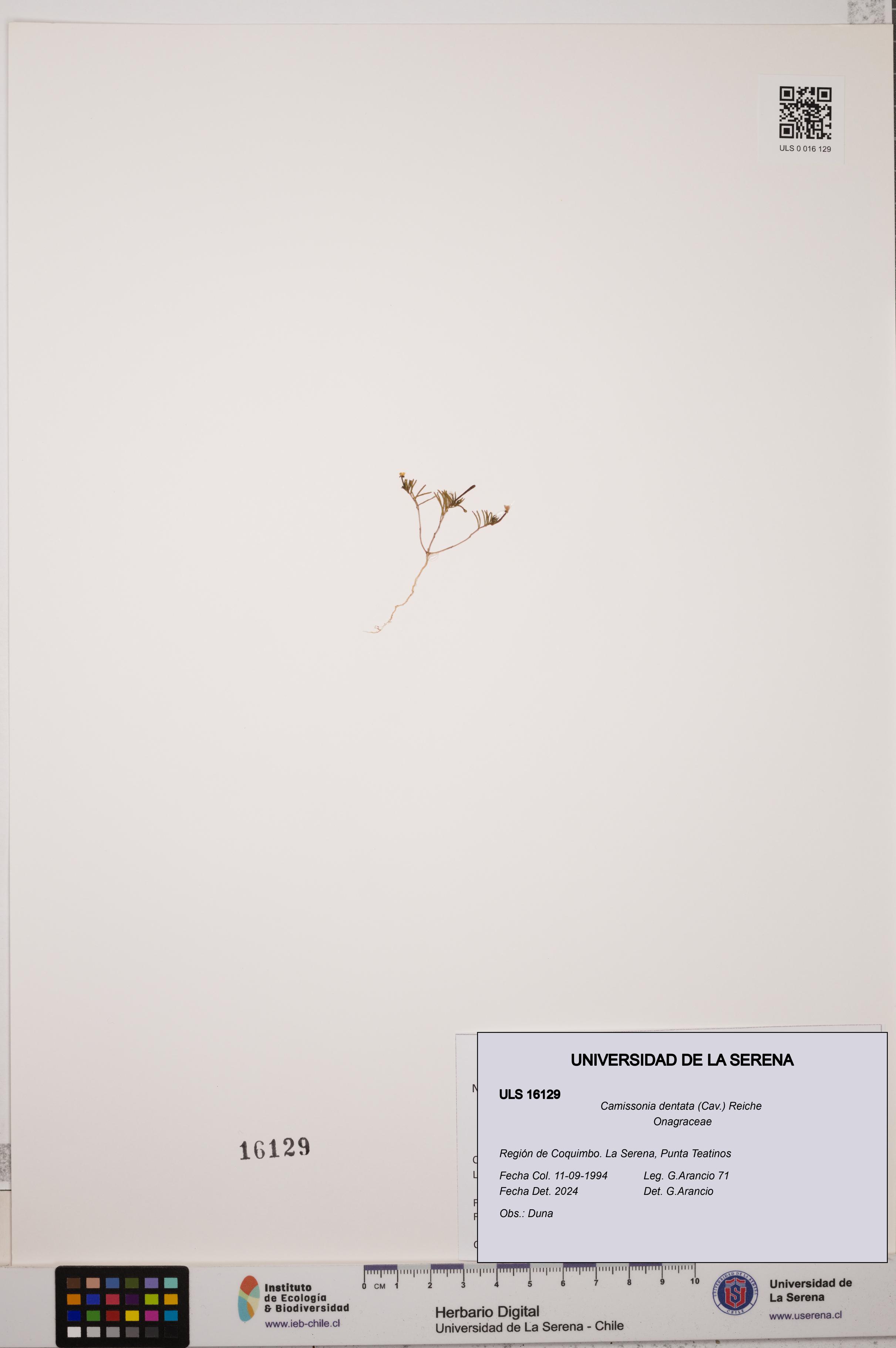 Camissonia dentata [Espécimen: ULS:ULS:0016129]