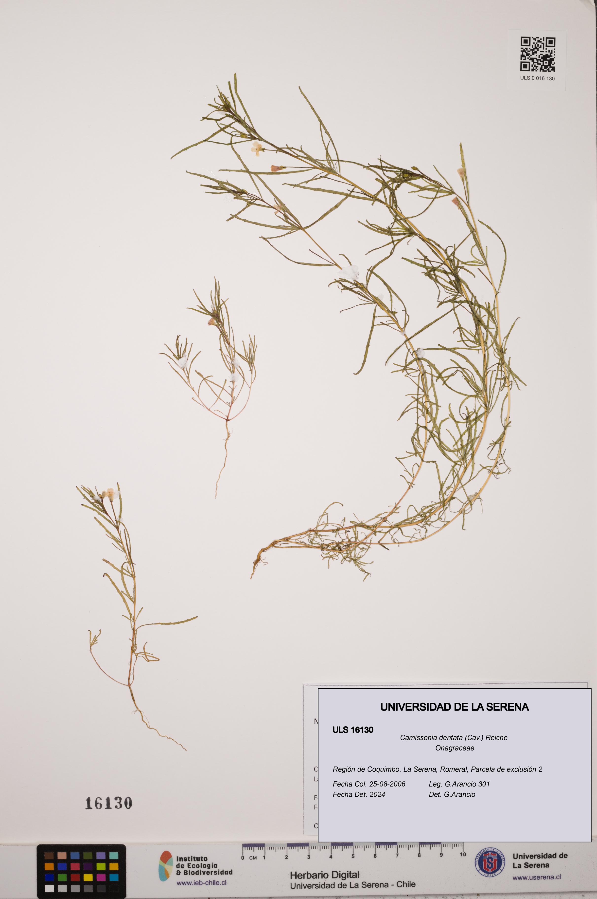 Camissonia dentata [Espécimen: ULS:ULS:0016130]