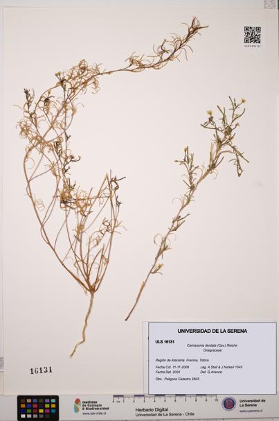 Camissonia dentata [Espécimen: ULS:ULS:0016131]