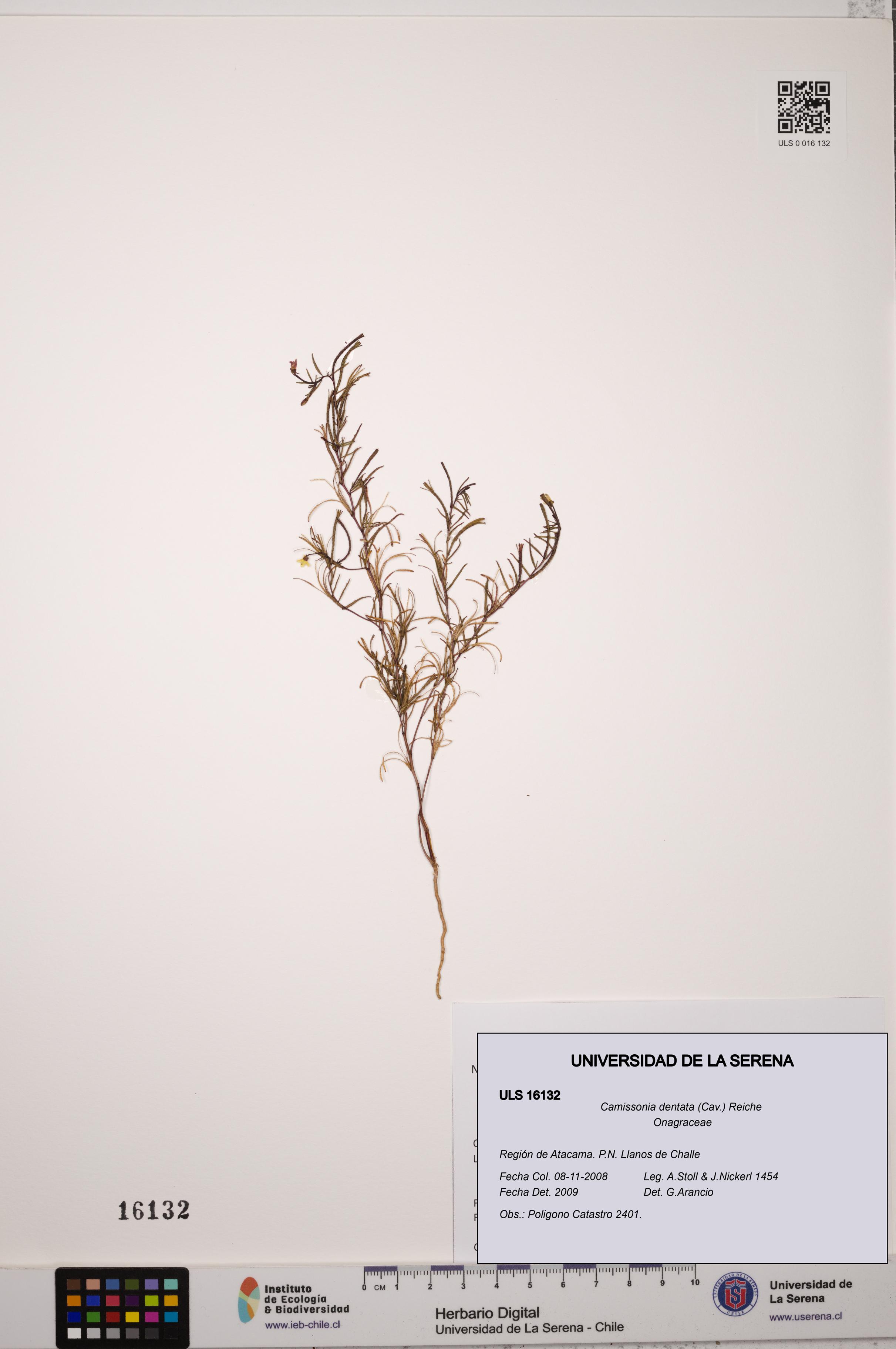Camissonia dentata [Espécimen: ULS:ULS:0016132]