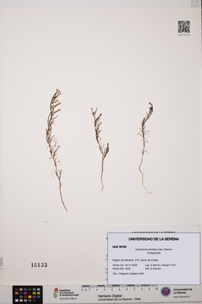 Camissonia dentata [Espécimen: ULS:ULS:0016133]