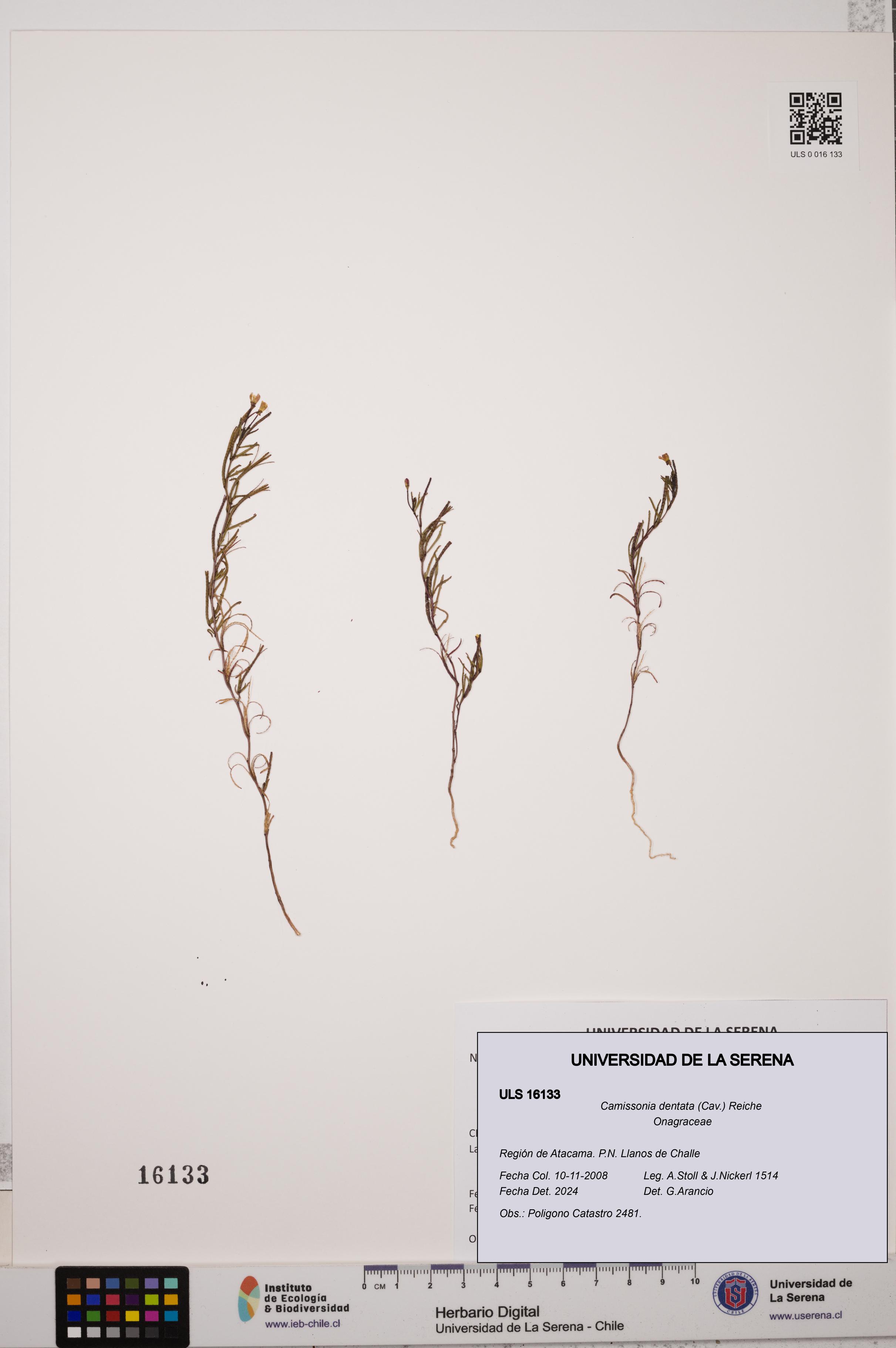 Camissonia dentata [Espécimen: ULS:ULS:0016133]