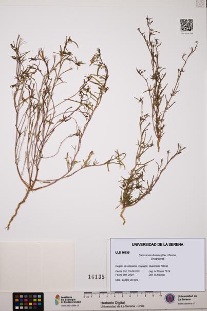 Camissonia dentata [Espécimen: ULS:ULS:0016135]