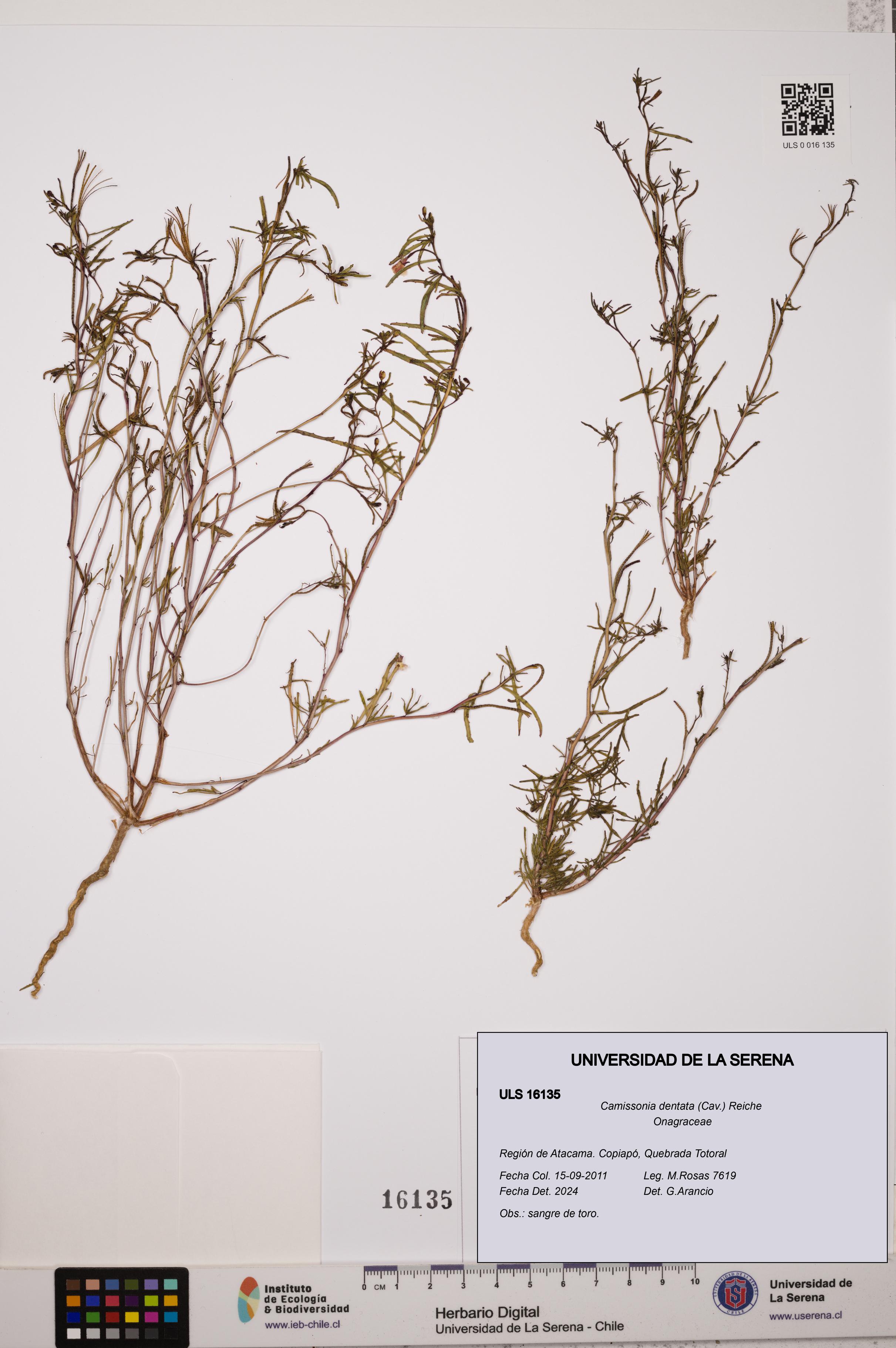 Camissonia dentata [Espécimen: ULS:ULS:0016135]