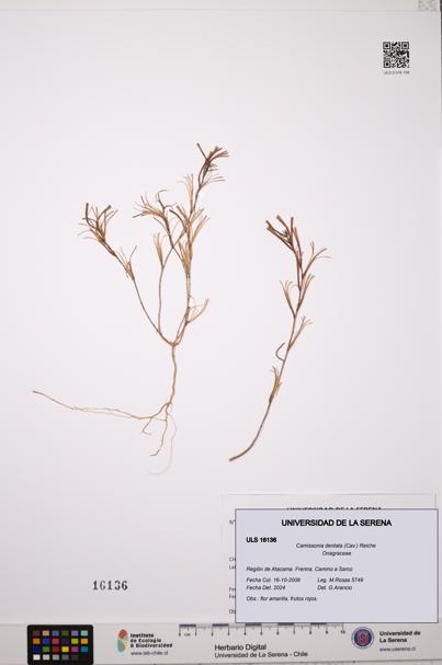 Camissonia dentata [Espécimen: ULS:ULS:0016136]