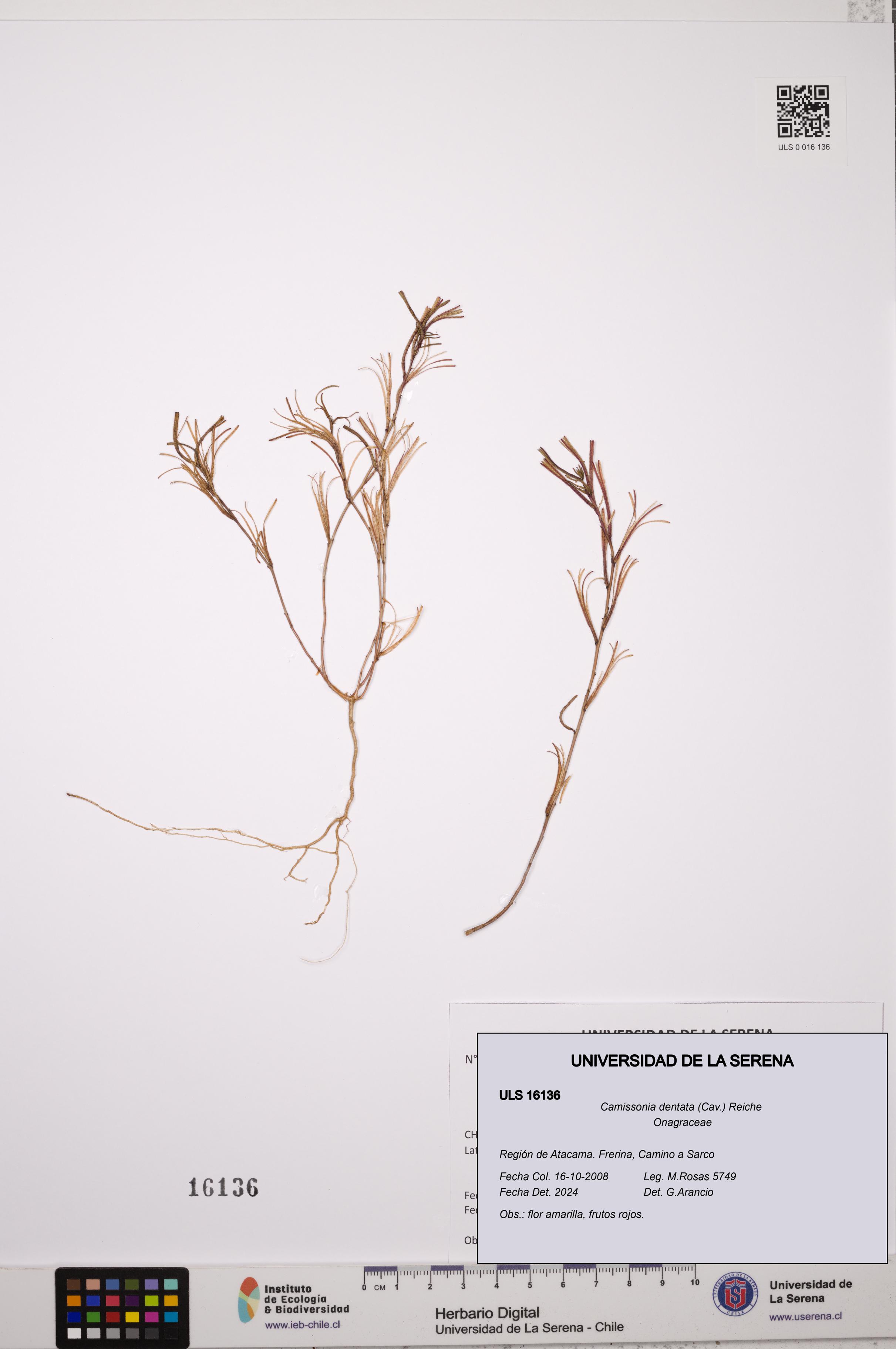Camissonia dentata [Espécimen: ULS:ULS:0016136]