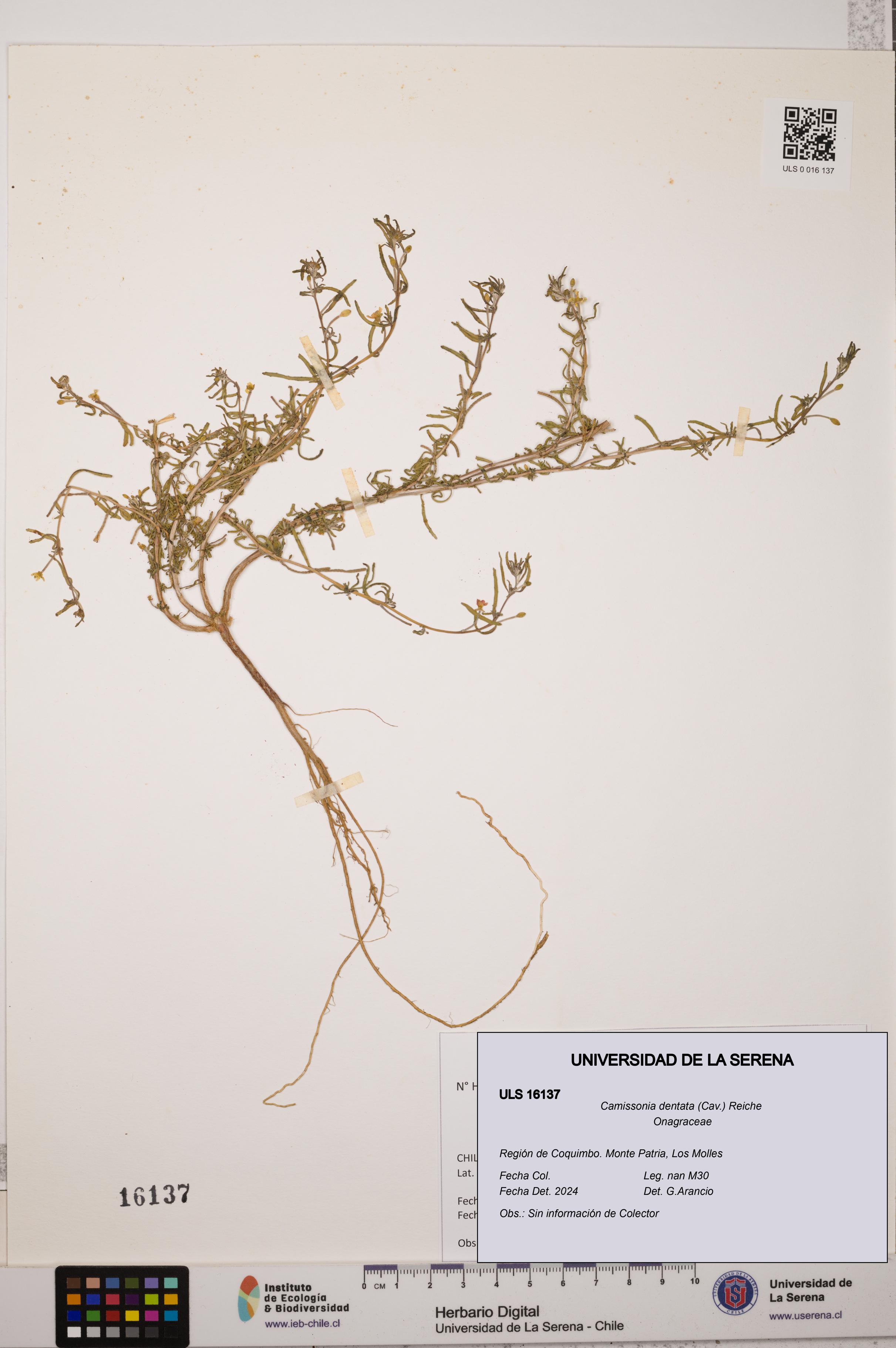 Camissonia dentata [Espécimen: ULS:ULS:0016137]