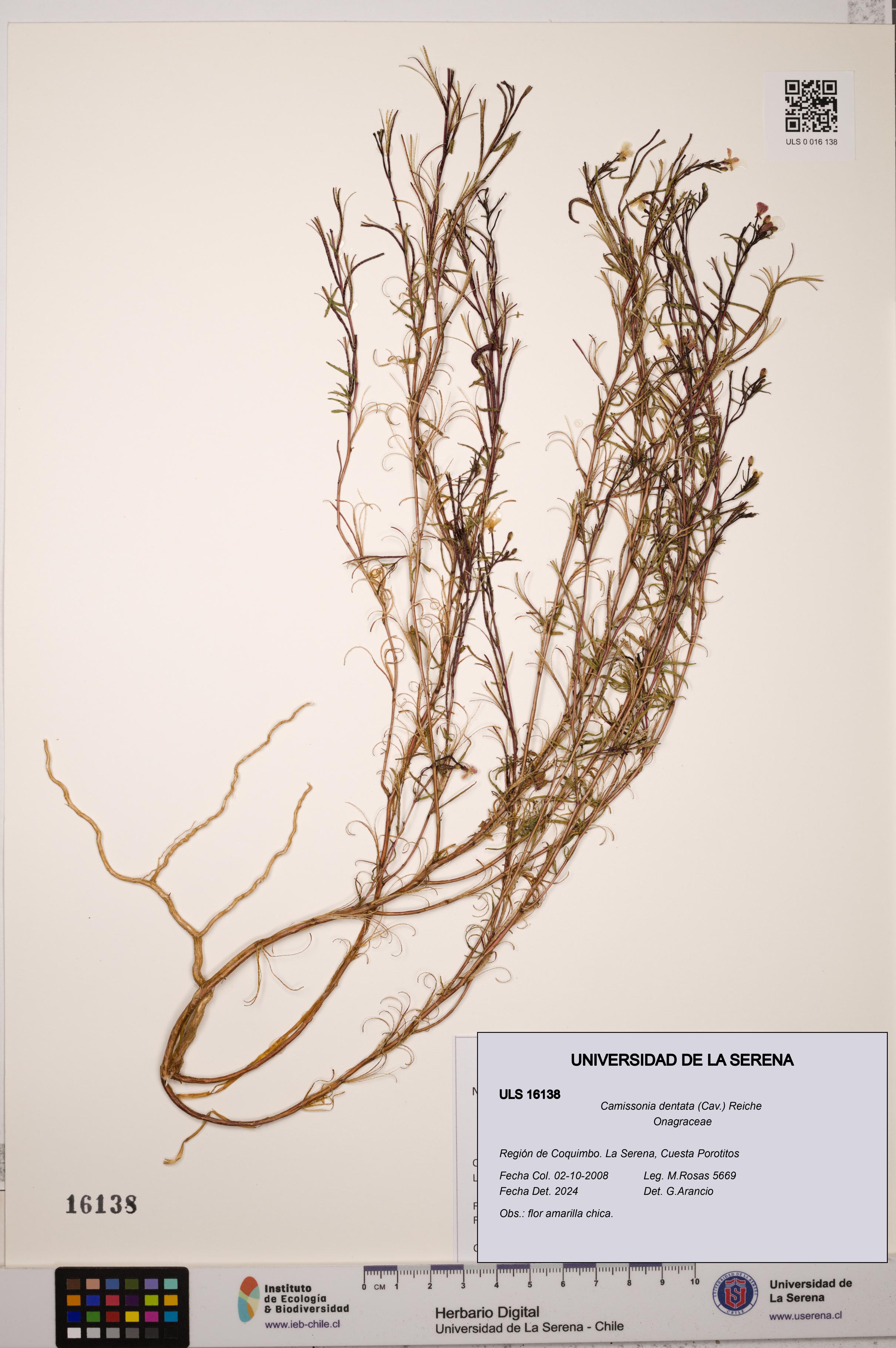 Camissonia dentata [Espécimen: ULS:ULS:0016138]