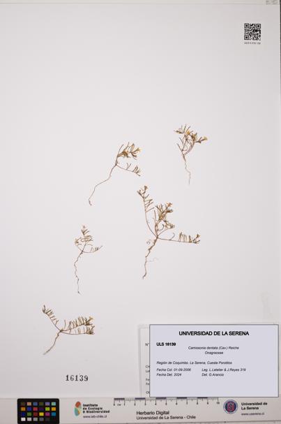Camissonia dentata [Espécimen: ULS:ULS:0016139]